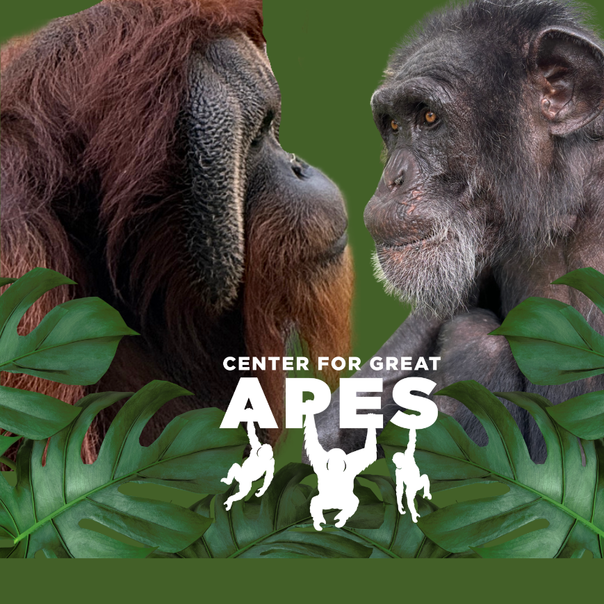 CONNECTED: Care in Action - logo